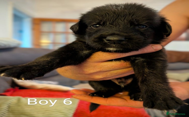 Mixed Breed dogs - Advert 4