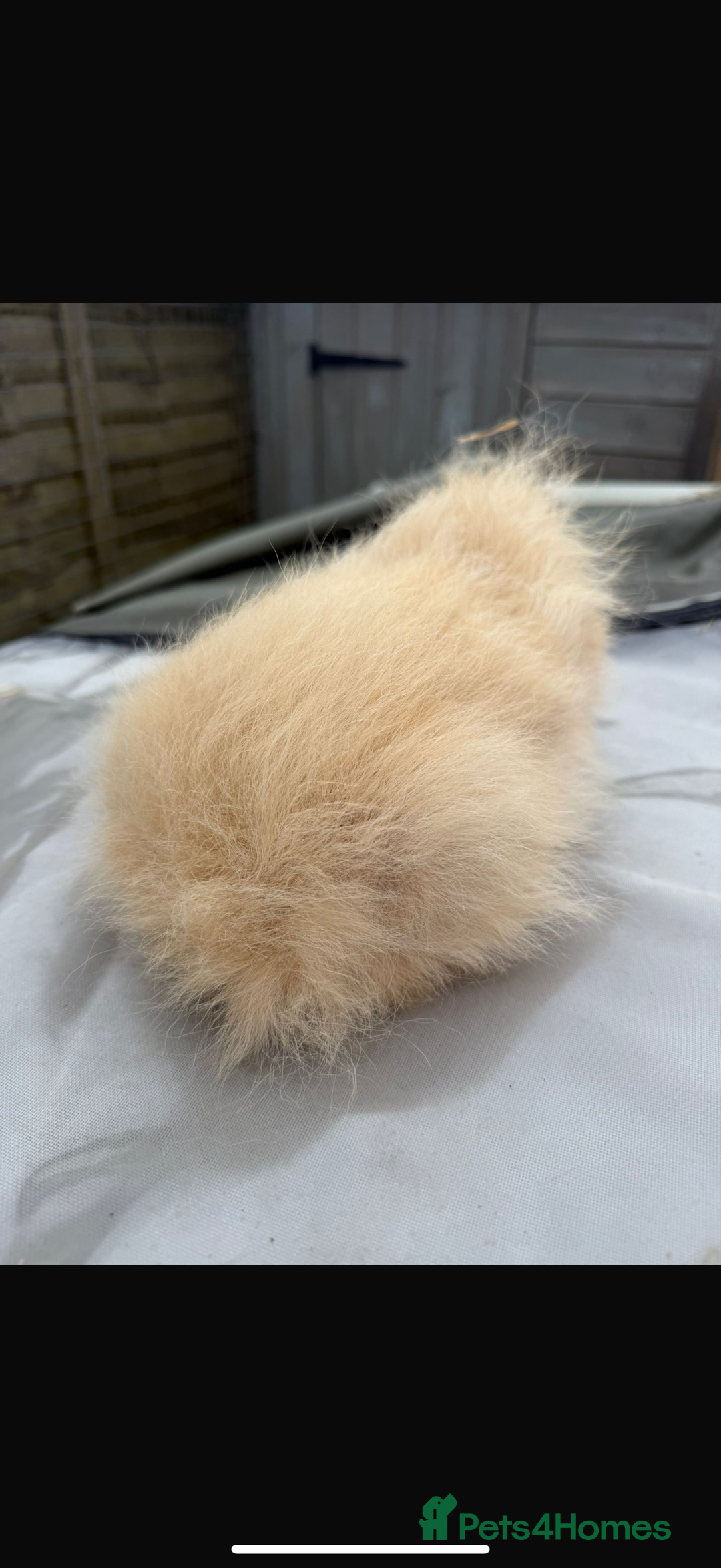 Guinea Pig rodents for sale: Cali Swiss boar  - Advert 2