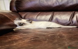 Ragdoll cats for sale: Sapphire's Ragdolls - Image 37