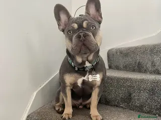French Bulldog dogs Captain Cooper 🏅 - Advert 7