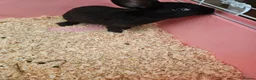 Mixed Breed rabbits for sale: Female bunny for sale - Advert 3
