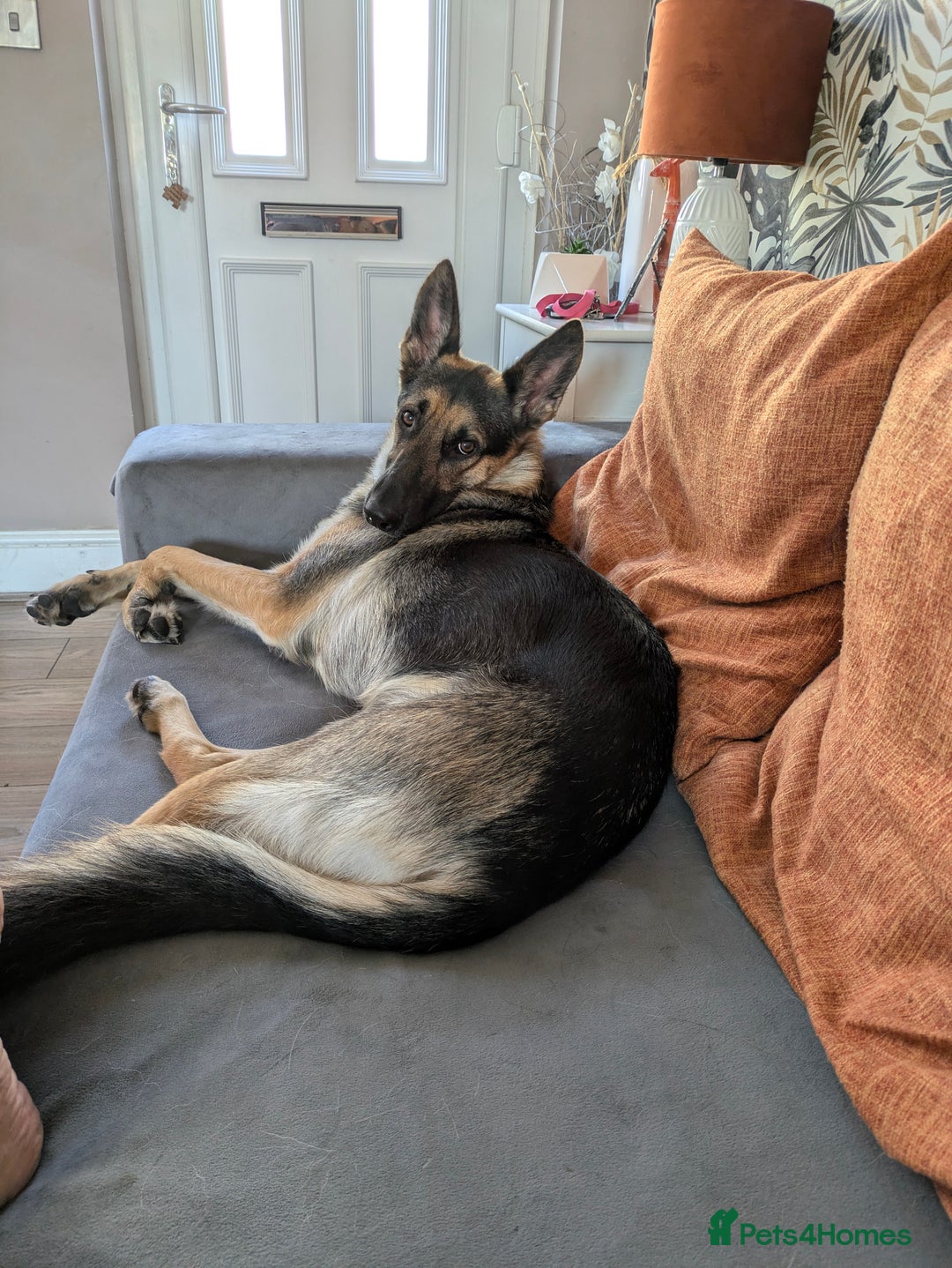 German Shepherd dogs for sale: Female German shepherd  - Advert 7