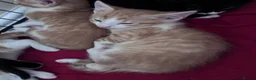 Mixed Breed cats for sale: READY 2 LEAVE NOW 4girls 2boys - Advert 32