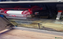 Other/Mixed Breed fish for sale: Beautiful mature reeftank - Image 12