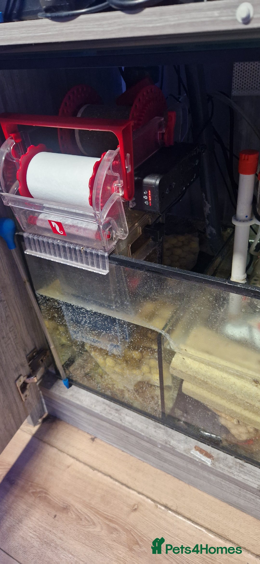 Other/Mixed Breed fish for sale: Beautiful mature reeftank - Image 12