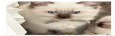 Ragdoll 1 grey collar 