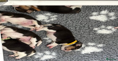 Beagle dogs - Advert 15