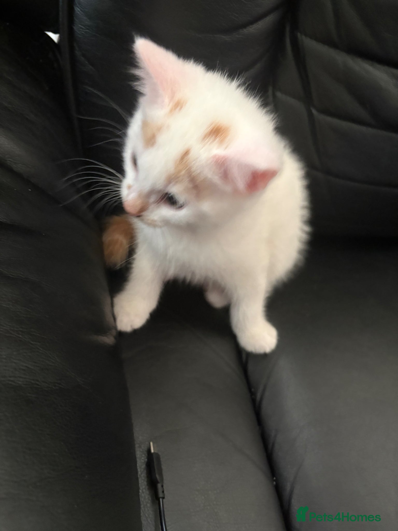 Mixed Breed cats for sale: Pearl - Stunning Blue-Eyed Kitten – Child & Dog + in Swansea - Advert 6