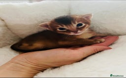 Abyssinian cats for sale: 🥇 5+ Gen Champ🏆 Fawn🤍Blue💙 girls🤎choco🧡ruddy - Image 20