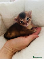 Abyssinian cats 🥇 5+ Gen World Champ🏆 1 chocolate boy left 🤎 - Advert 3