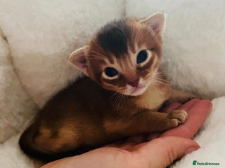 Abyssinian cats 🥇 5+ Gen World Champ🏆 1 chocolate boy left 🤎 - Advert 1