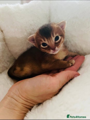 Abyssinian cats - Advert 2