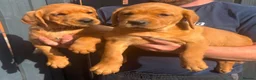 Goldador dogs for sale: Health Tested Goldador Puppies - Advert 8