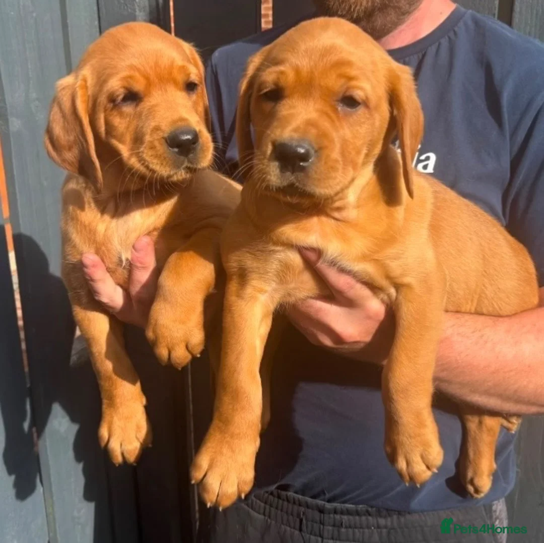 Goldador dogs for sale: Health Tested Goldador Puppies - Advert 8