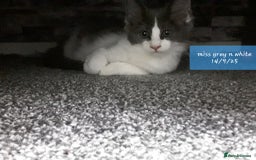 Ragcoon cats for sale: FINAL REDUCTION £300  Stunning, chunky ragcoons  - Image 4