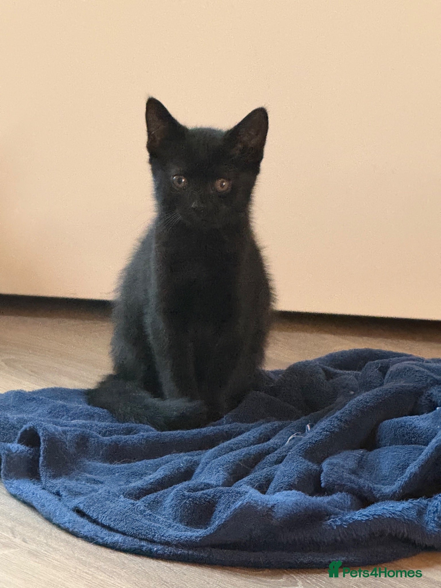 Mixed Breed cats British short hair mixed breed - Advert 5