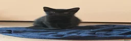Mixed Breed cats for sale: British short hair mixed breed in Bury - Advert 1