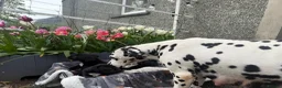 Welsh Collie dogs for sale: Adorable Welsh Collie x Dalmatian Puppies in Caernarfon - Advert 12