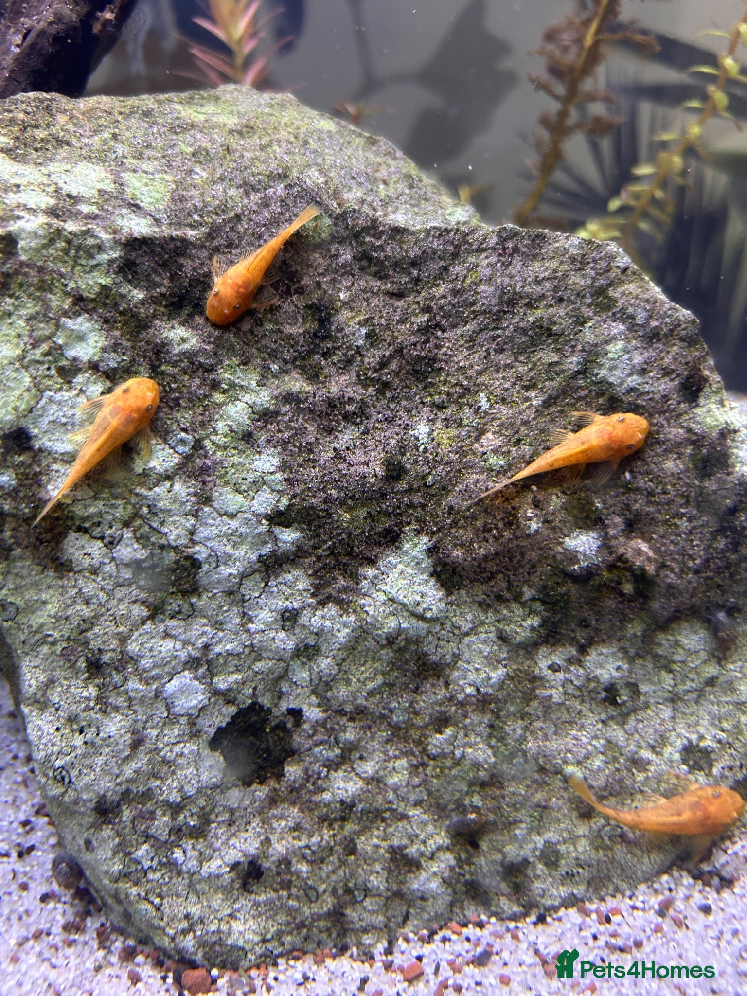 Plecos fish Super Red Bristlenose Pleco - Advert 4
