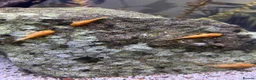 Plecos fish for sale: Super Red Bristlenose Pleco - Advert 1