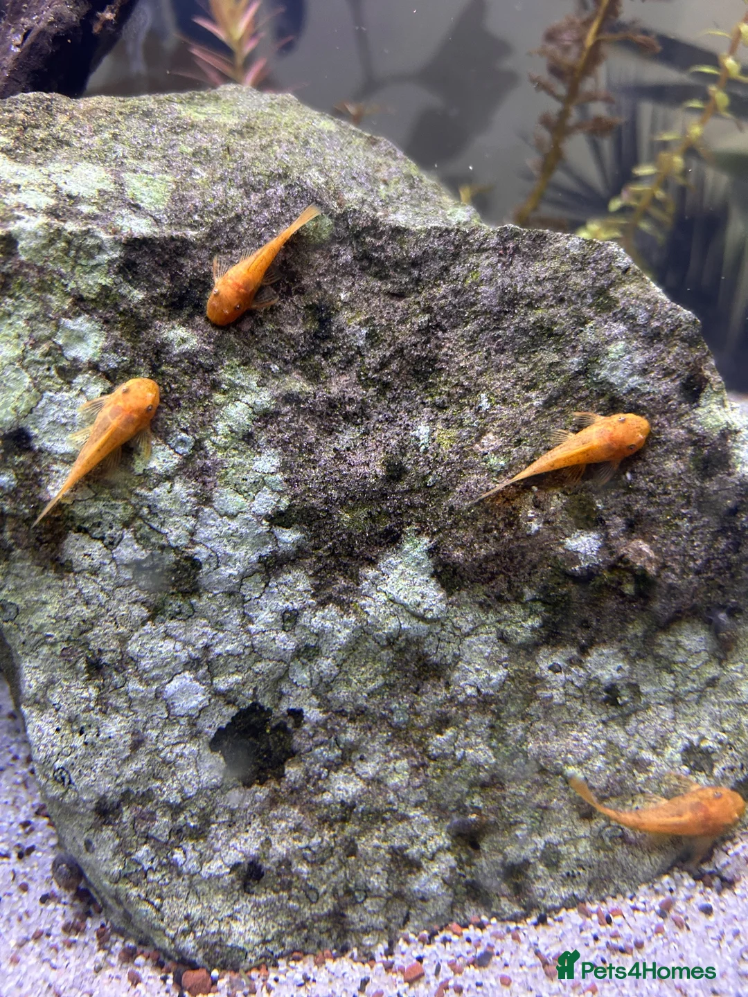Plecos fish for sale: Super Red Bristlenose Pleco - Advert 1