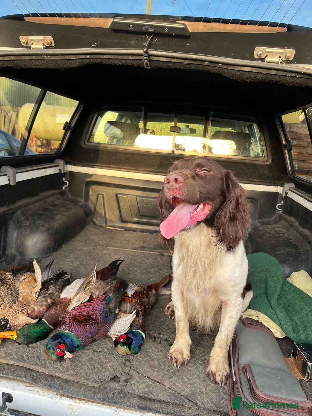 English Springer Spaniel dogs for stud: Working English Springer Spaniel Stud Health Test in Chelmsford - Advert 14