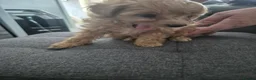 Yorkiepoo dogs for sale: Yorkiepoo Puppies - Advert 13
