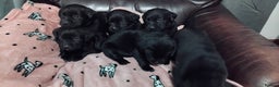 Labrador Retriever dogs for sale: Gorgeous KC registered Labrador puppies  - Advert 2