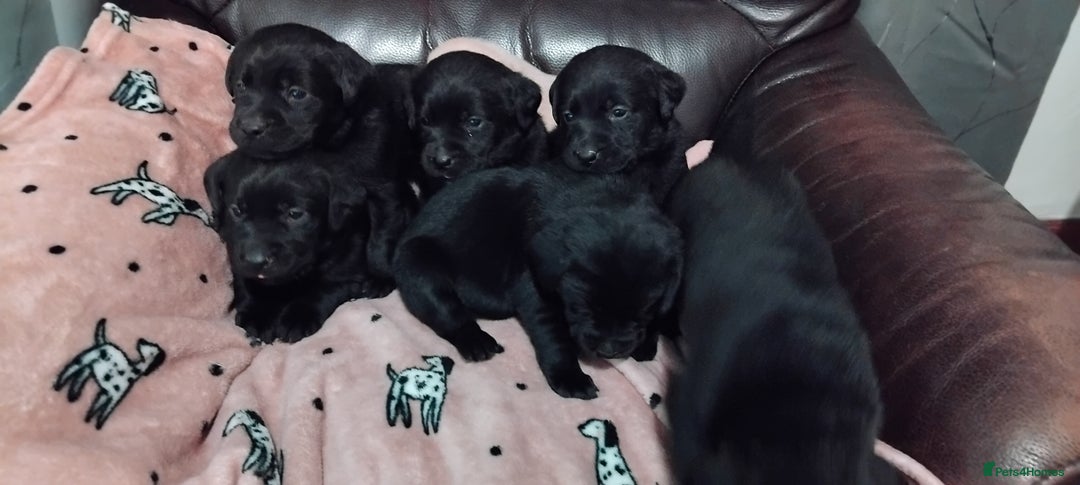 Labrador Retriever dogs for sale: Gorgeous KC registered Labrador puppies  - Advert 2
