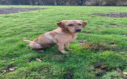Labrador Retriever dogs for stud: Proven Stud, Fully Health Tested.  . in Tonbridge - Image 7