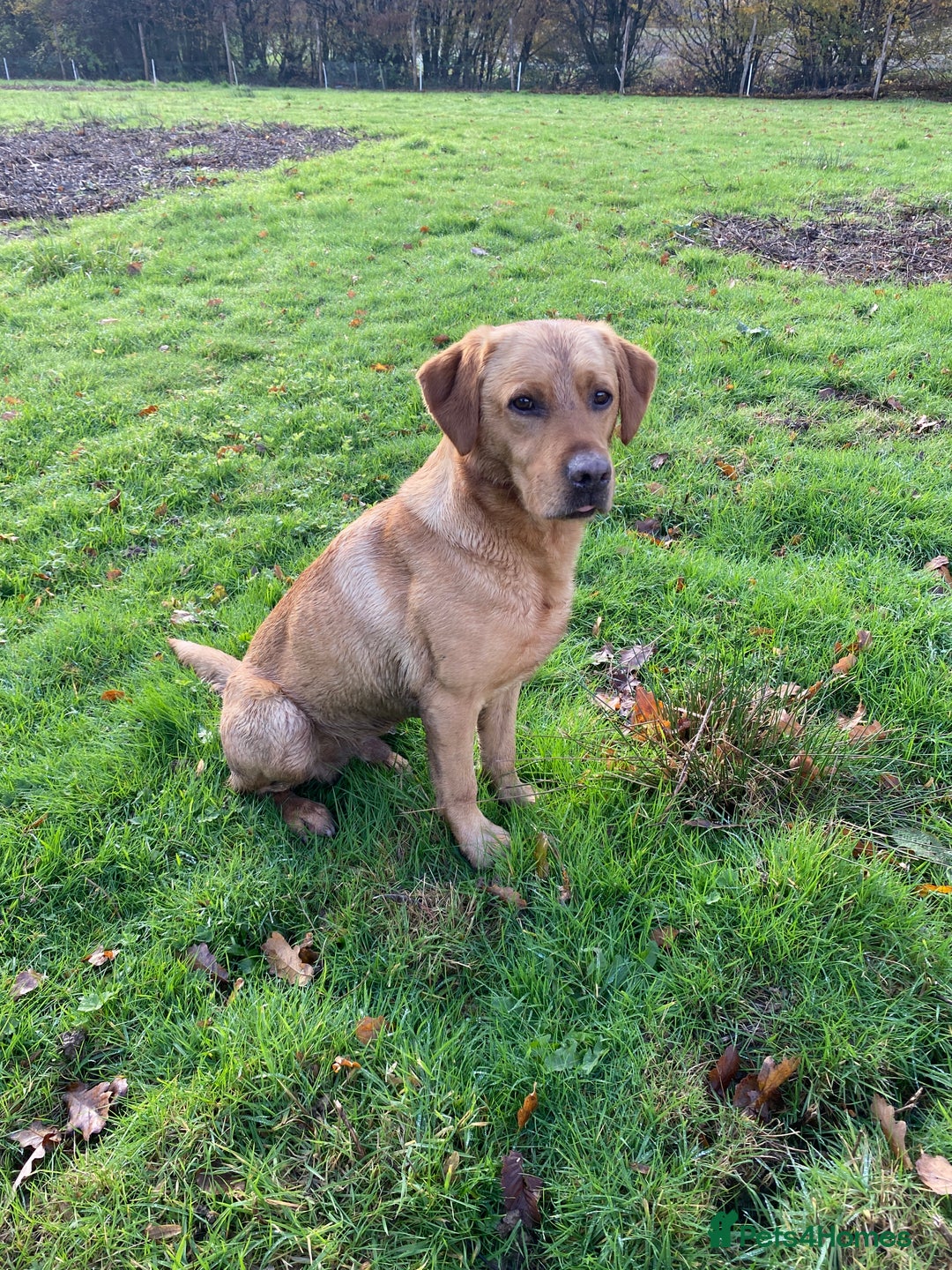 Labrador Retriever dogs for stud: Proven Stud, Fully Health Tested.  . in Tonbridge - Image 7