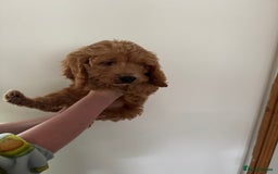 Cockapoo dogs for sale: Beautiful F1 Cockapoo puppies - Image 31