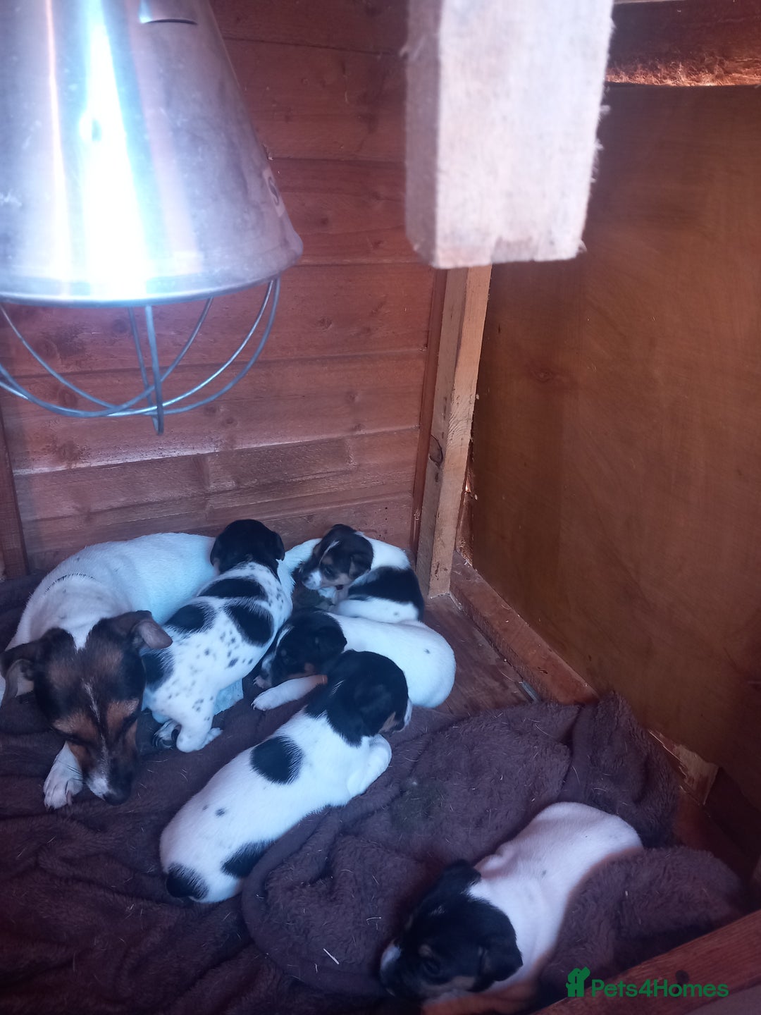 Jack Russell dogs for sale: Jack russell puppies  - Image 4