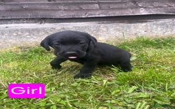 Labrador Retriever dogs for sale: Labrador puppies for sale -open to sensible offers - Image 4