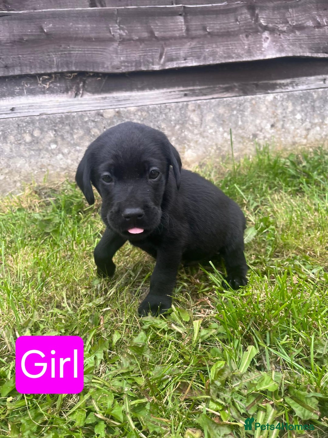 Labrador Retriever dogs for sale: Labrador puppies for sale -open to sensible offers - Image 4