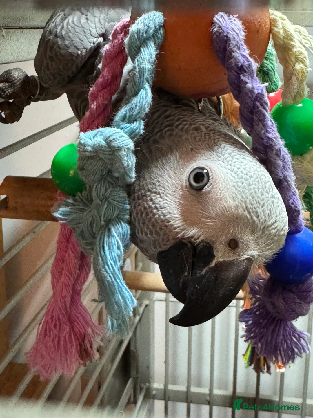 Parrots birds for sale: 7 Month old, male African Grey Parrot - Advert 2