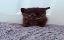 Mixed Breed cats for sale: Long Fur kittens for sale  - Image 8