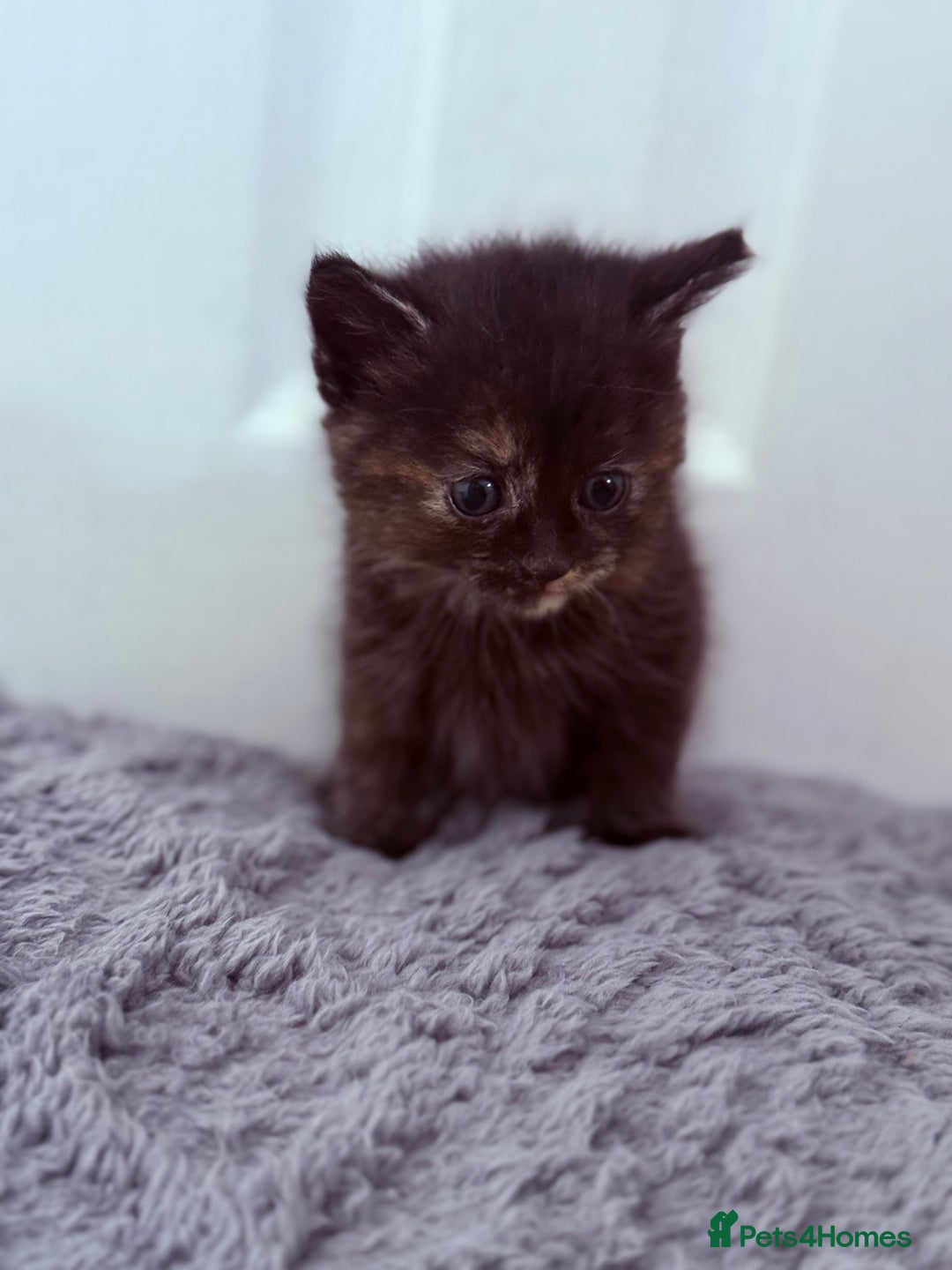 Mixed Breed cats for sale: Long Fur kittens for sale  - Image 8
