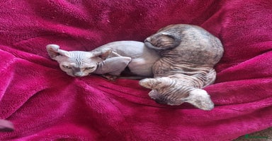 Sphynx cats - Advert 3