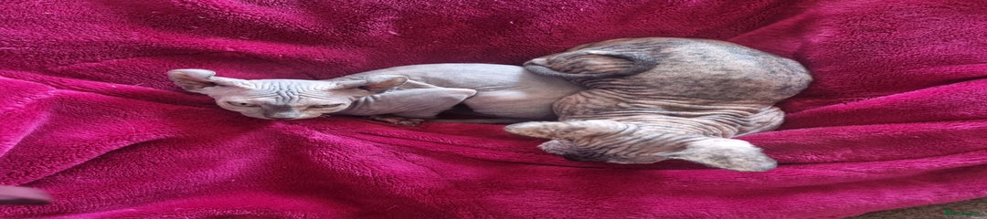 Sphynx Kitten 5