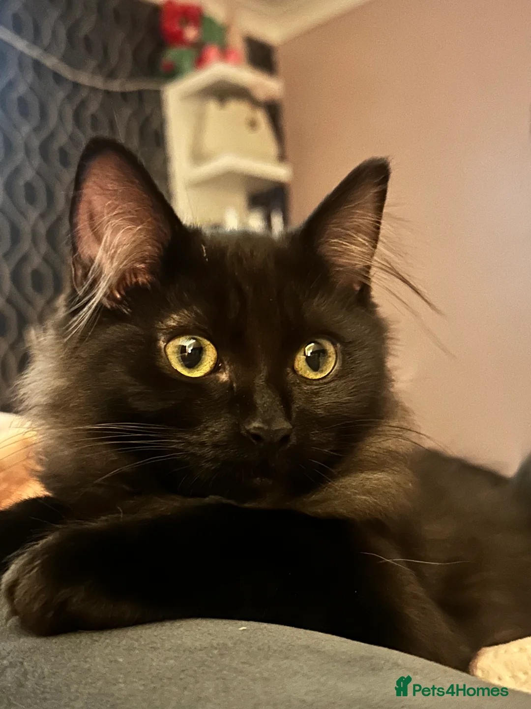 Ragdoll cats for sale: Beautiful ragdoll X boy  - Advert 1