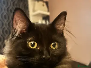 Ragdoll cats Beautiful ragdoll X boy - Advert 4