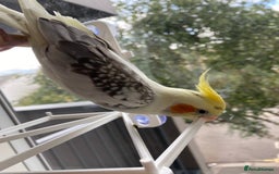 Cockatiels birds for sale: Hand-reared Fully Tame Cockatiel for Rehoming  in London - Image 6