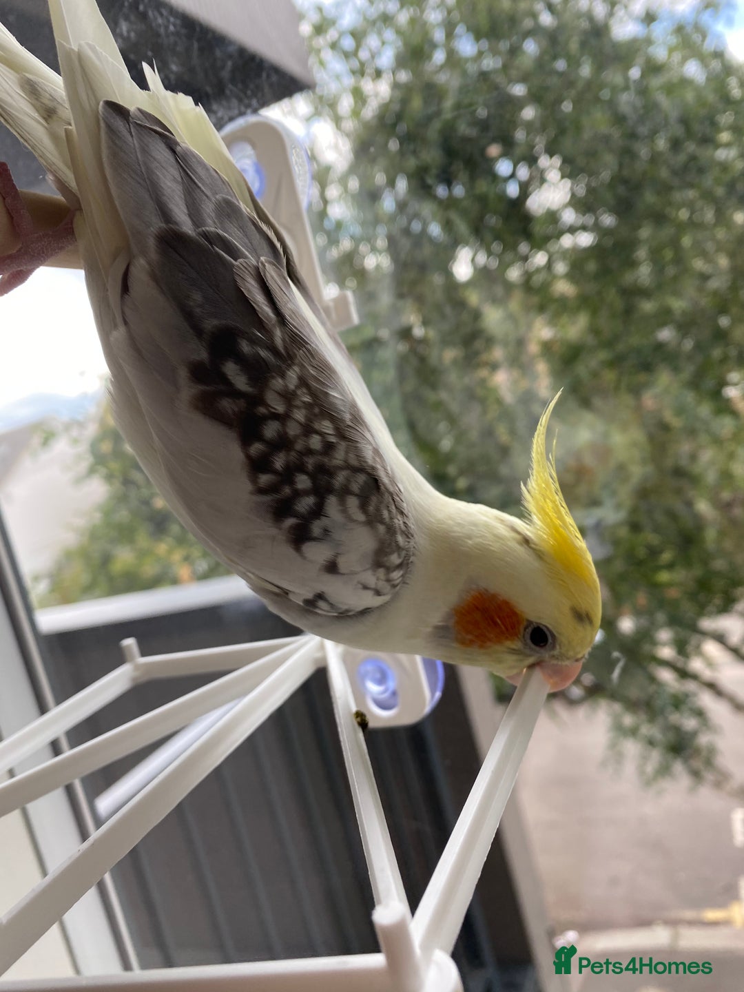 Cockatiels birds for sale: Hand-reared Fully Tame Cockatiel for Rehoming  in London - Image 6