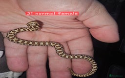 Snake reptiles for sale: Western Hognose Snakes  - Image 10
