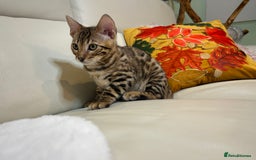 Bengal cats for sale: Bangal Kittens  - Image 6