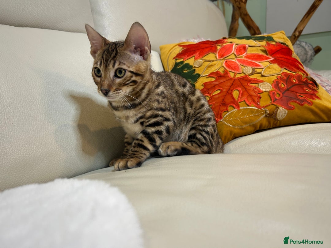 Bengal cats for sale: Bangal Kittens  - Image 6