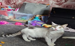 British Shorthair cats for sale: Female 1 year old - Image 2