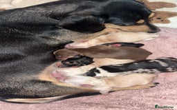 Chiweenie dogs for sale: Gorgeous Mini Dachshund X Puppies🐾 - Image 2