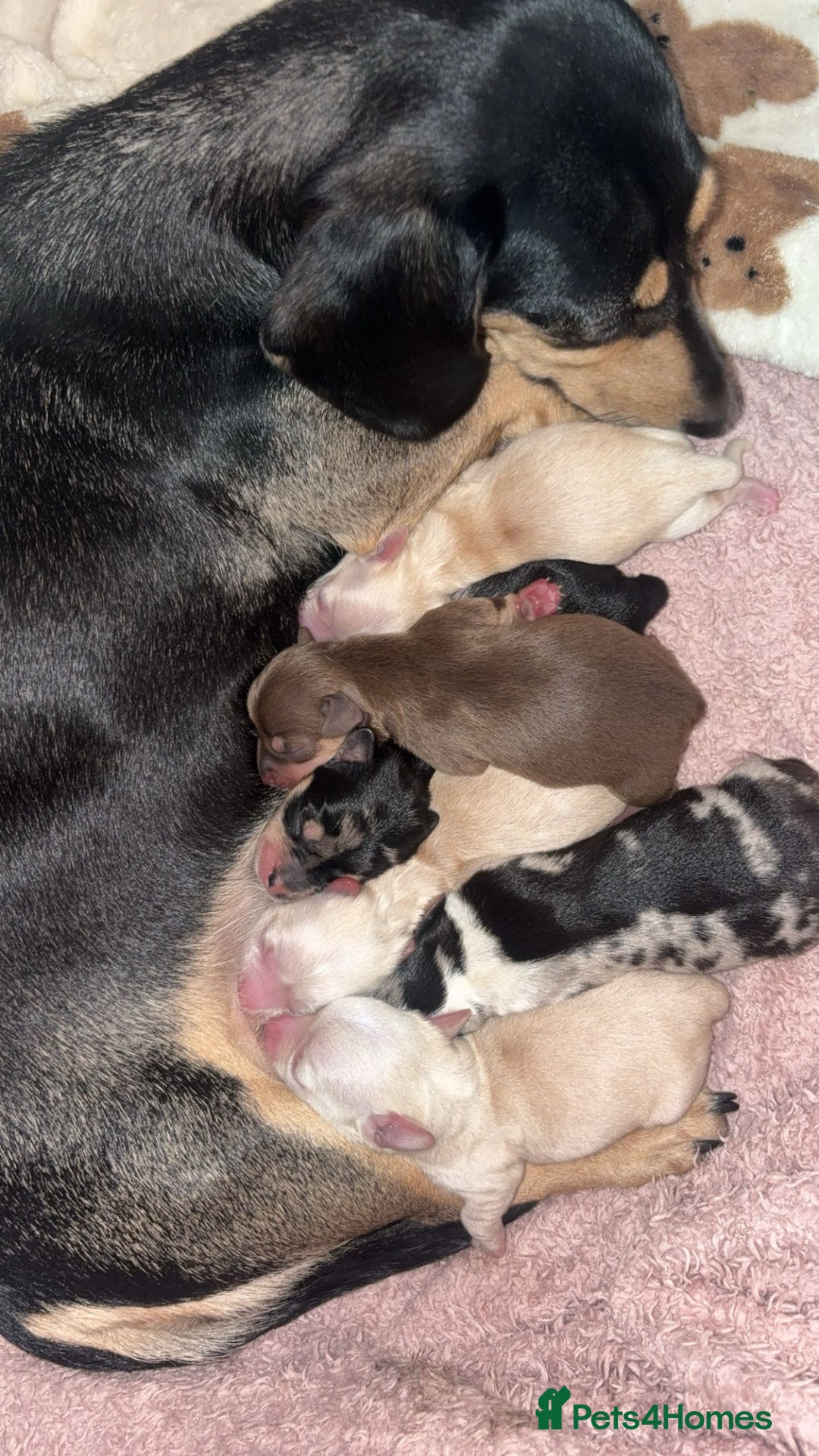 Chiweenie dogs for sale: Gorgeous Mini Dachshund X Puppies🐾 - Image 2
